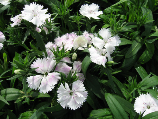 761488 (a): :2592x1944